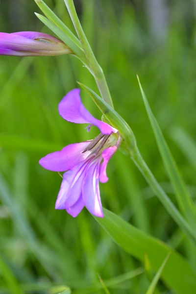Gladiulus italicus